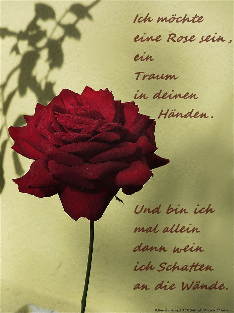 Ich möchte eine Rose sein Foto & Bild karten und kalender, rosen