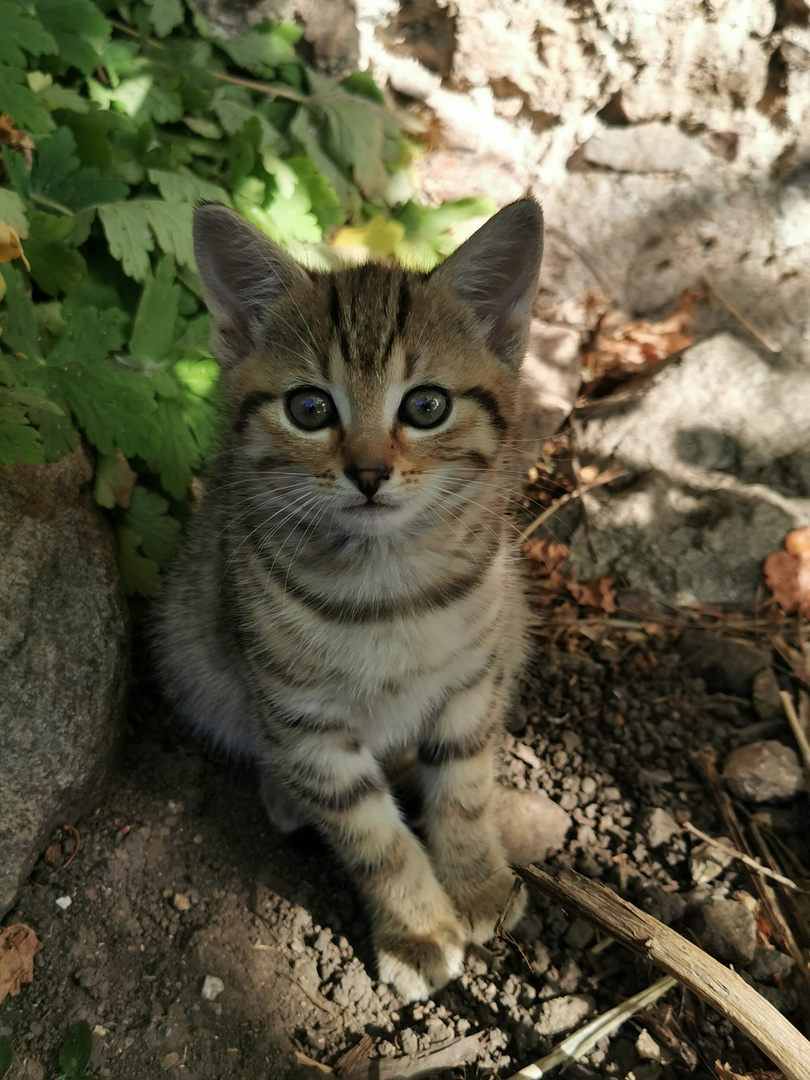 Ich möchte einmal ein Tiger werden