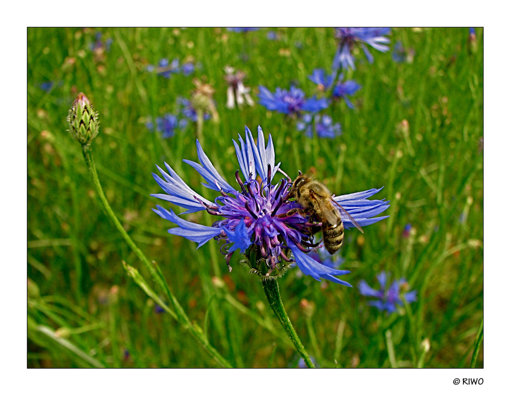 Ich möchte mal endlich wieder eine Blume sehen.............