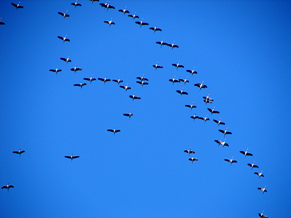 Ich möchte mit ihnen fliegen