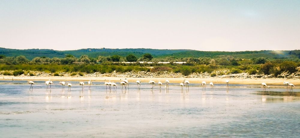 Ich muss gleich noch die Flamingos füttern 