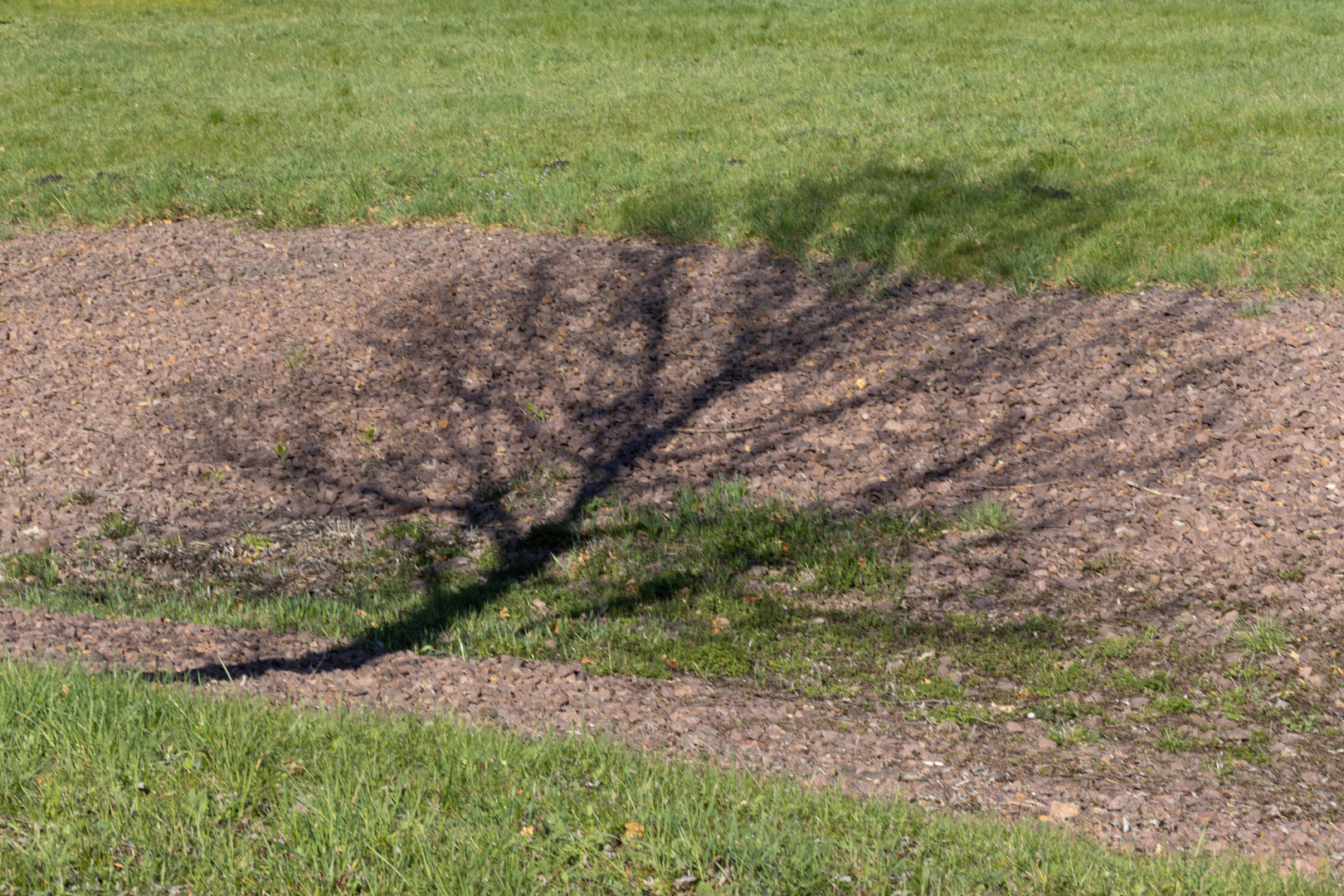 "Ich muss mich mal ausruhen", sagte der Baum und legte sich hin.