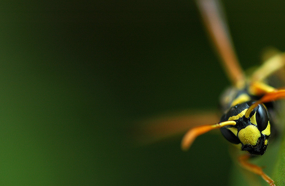 Ich muss mich mal wieder rasieren... [NIKON DEFEKT ... BEILEID ERWÜNSCHT]