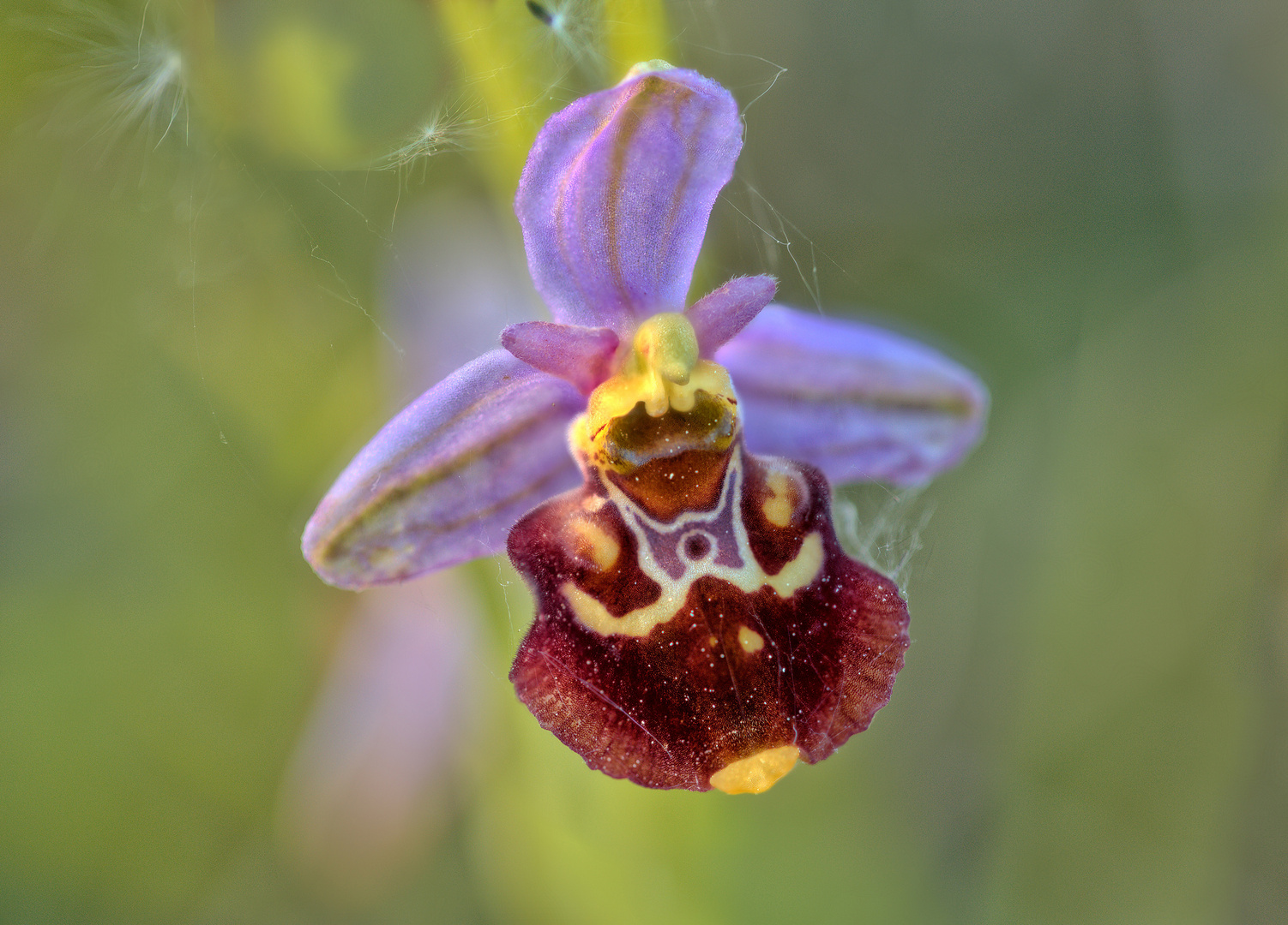 Ich muss mich nicht verstecken - die Schönheit heimischer Orchideen (4)