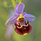 Ich muss mich nicht verstecken - die Schönheit heimischer Orchideen (4)