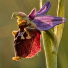 Ich muss mich nicht verstecken - die Schönheit heimischer Orchideen - Hummelragwurz