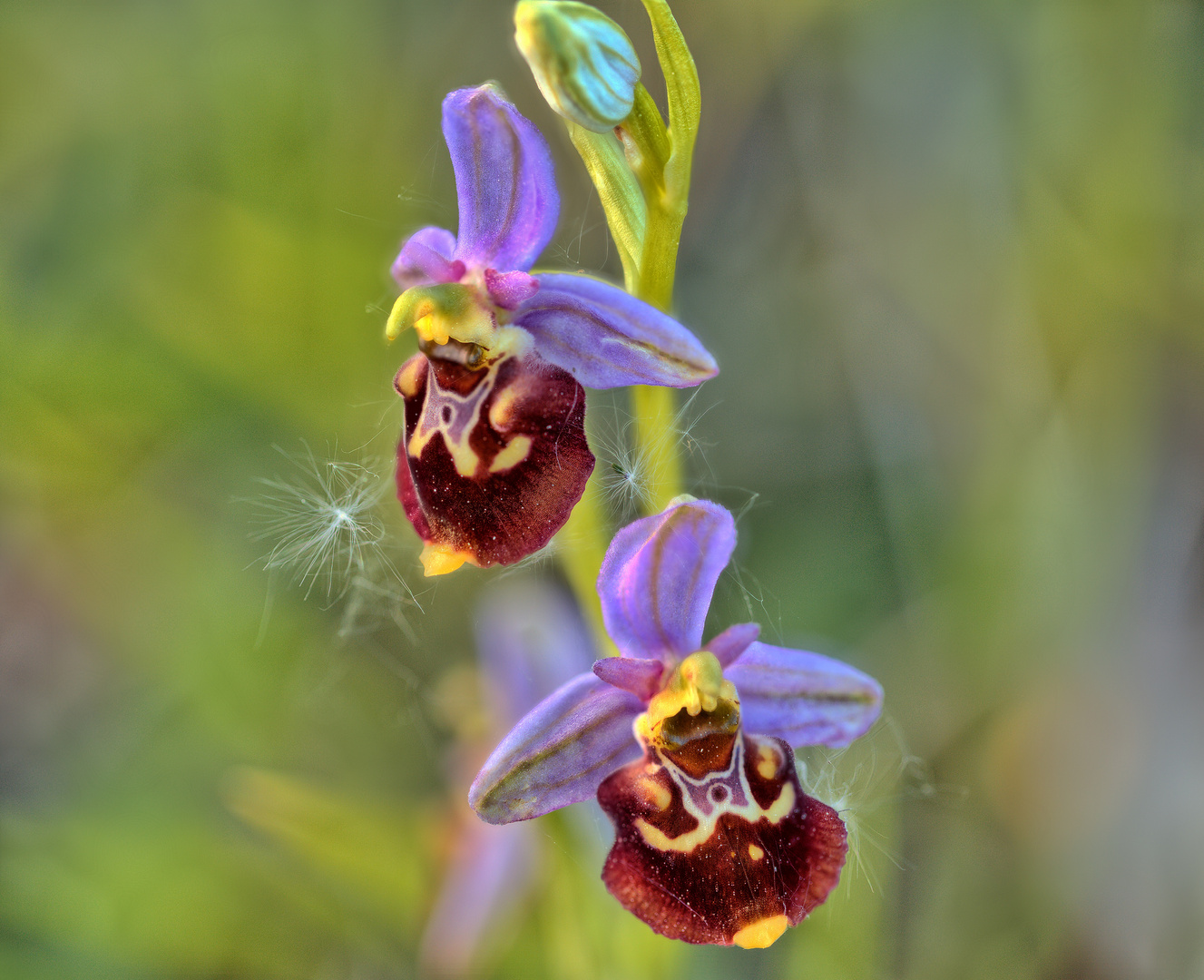 Ich muss mich nicht verstecken - die Schönheit heimischer Orchideen - Hummelragwurz (2)