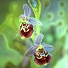 Ich muss mich nicht verstecken - die Schönheit heimischer Orchideen - Hummelragwurz (3)