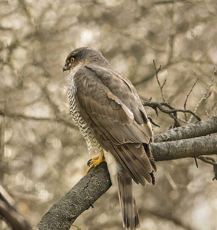 Ich nab einen Vogel....