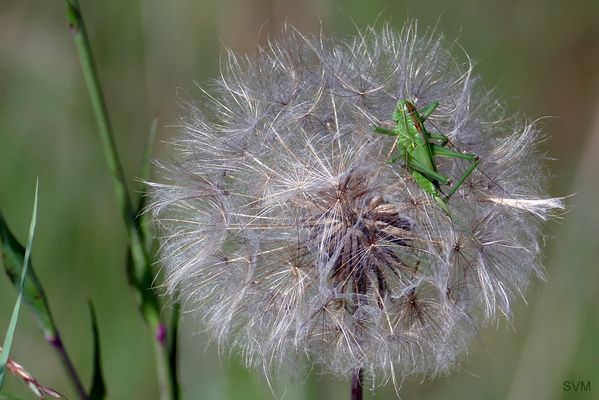 ....ich nehm dann mal ein Sonnenbad!