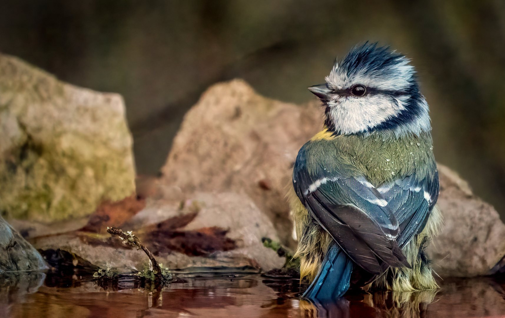 "ICH NEHM MAL EIN BAD"  (ISO 6400)