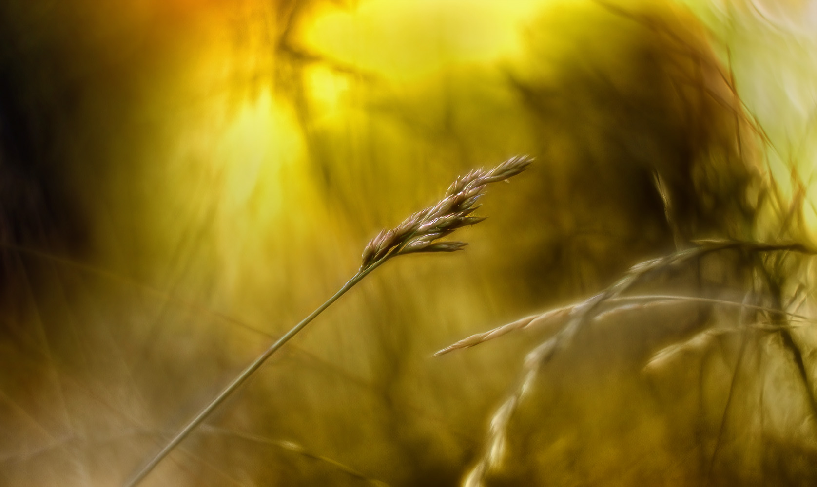 ich nehme ein gras ...