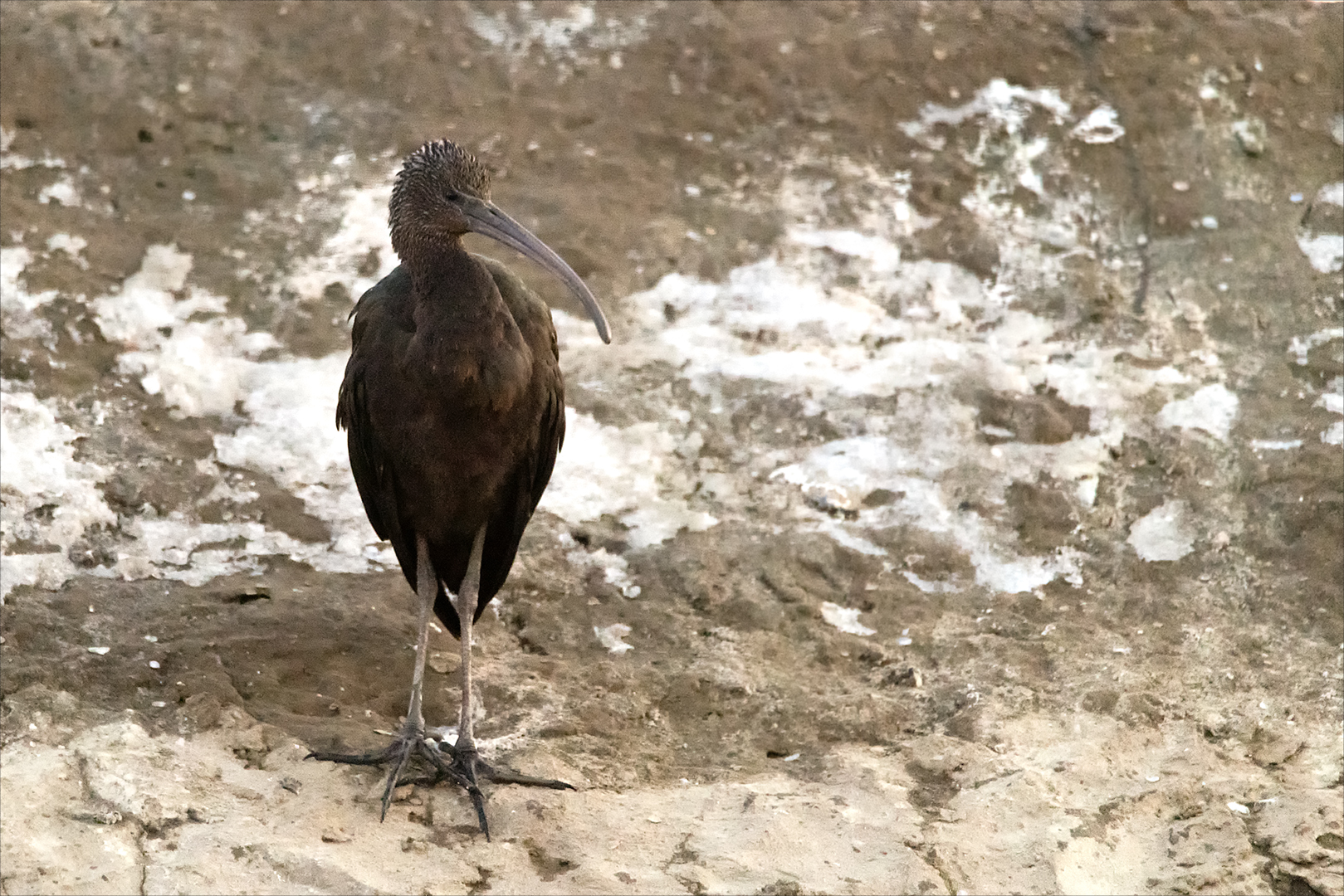 Ich nenne ihn mal Großer Brachvogel