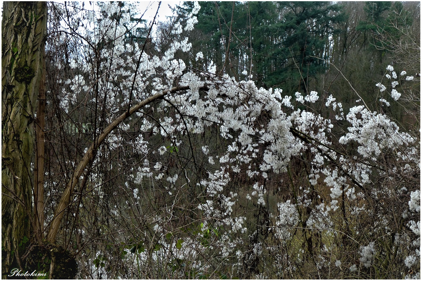 Ich nenne sie als Winter-Blüte (II)