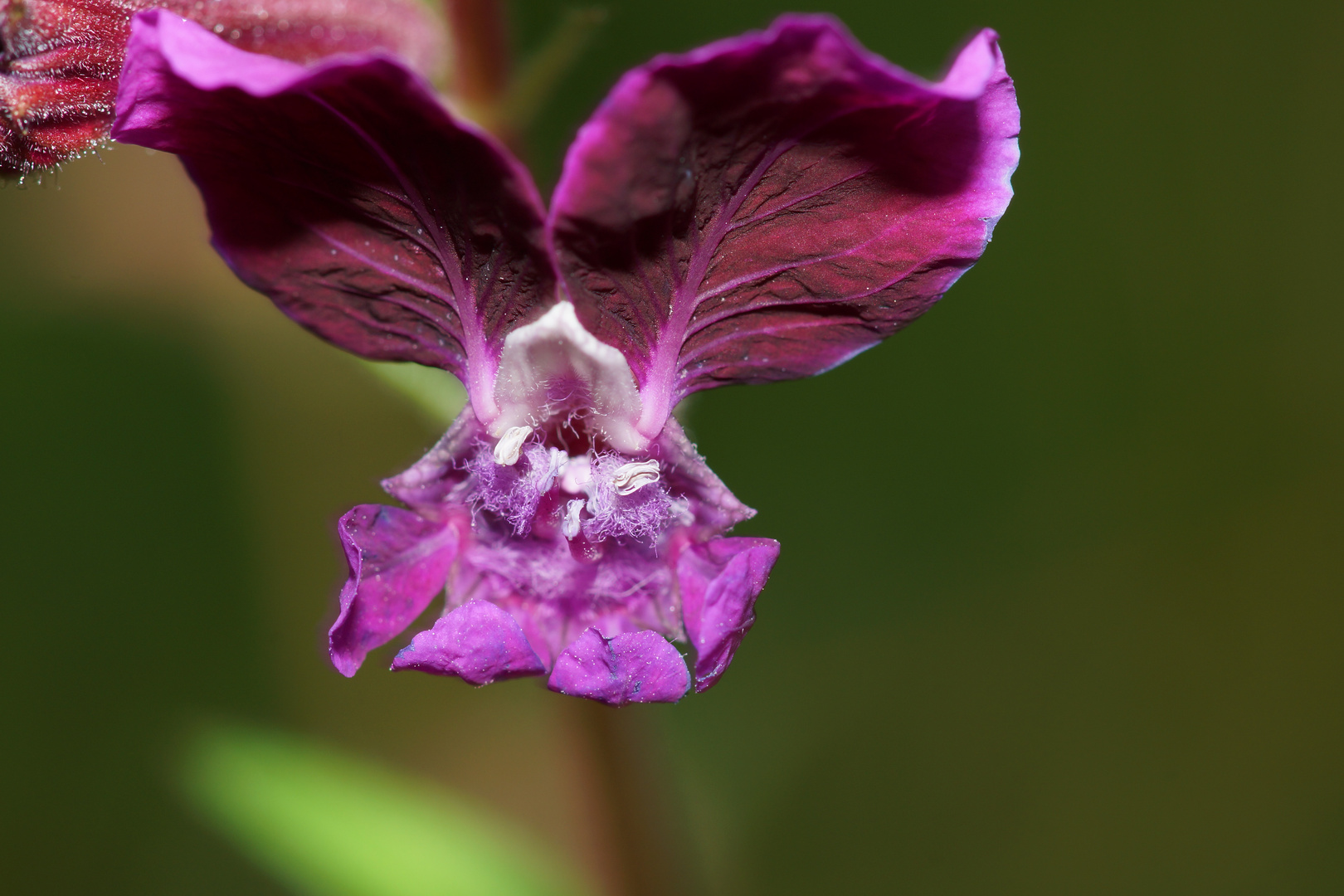 Ich nenne sie "Rotkohlblätterblume"