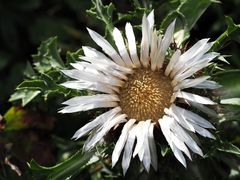 Ich nenne Sie Silberdistel und Ihr?