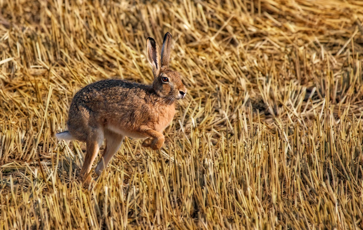 "Ich nix Hase ..... ich Käähngeruuu"