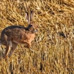 "Ich nix Hase ..... ich Käähngeruuu"