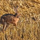 "Ich nix Hase ..... ich Käähngeruuu"