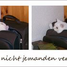 Ich packe meinen Koffer...