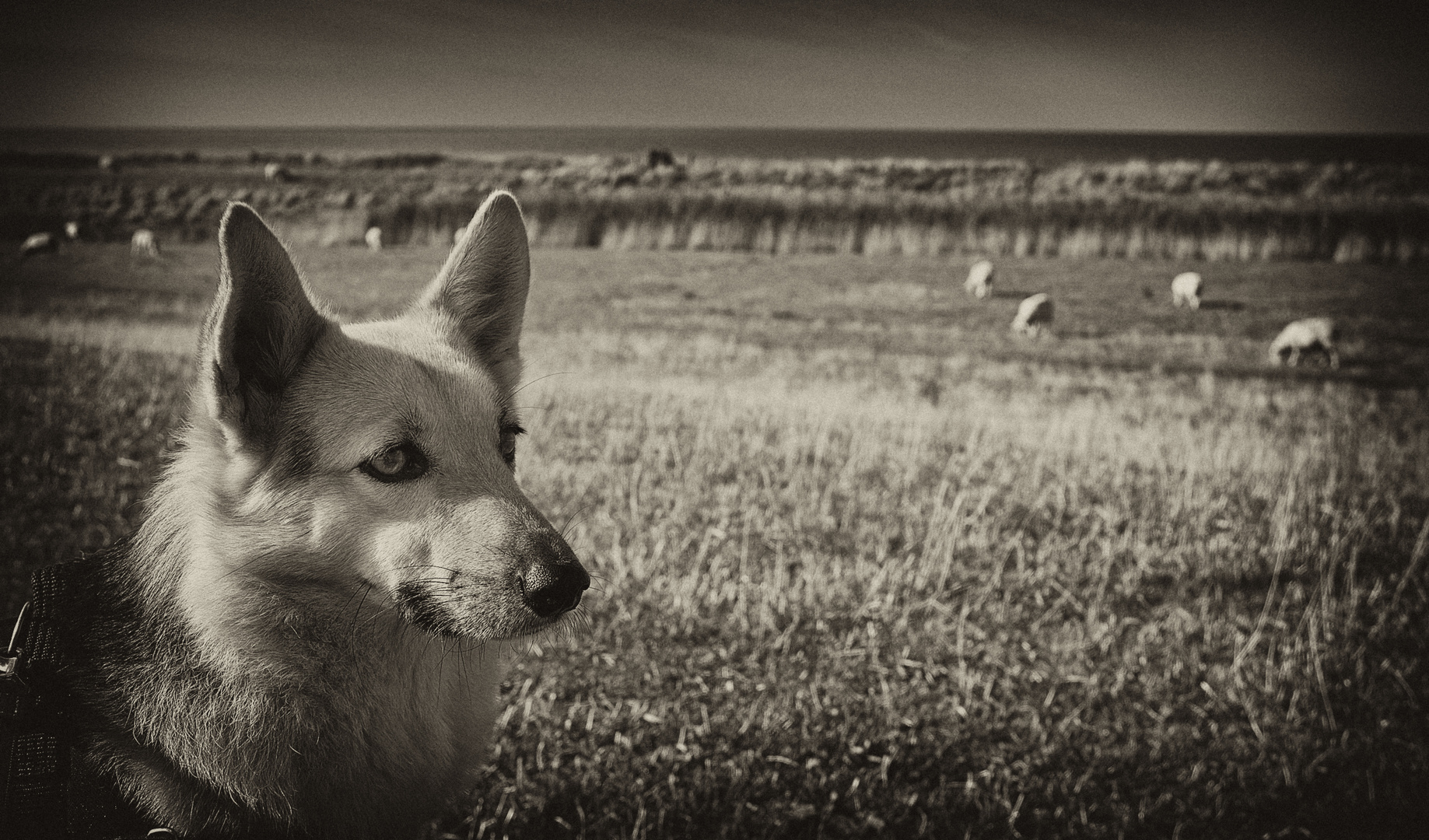 Ich pass' auf Euch auf in Sepia