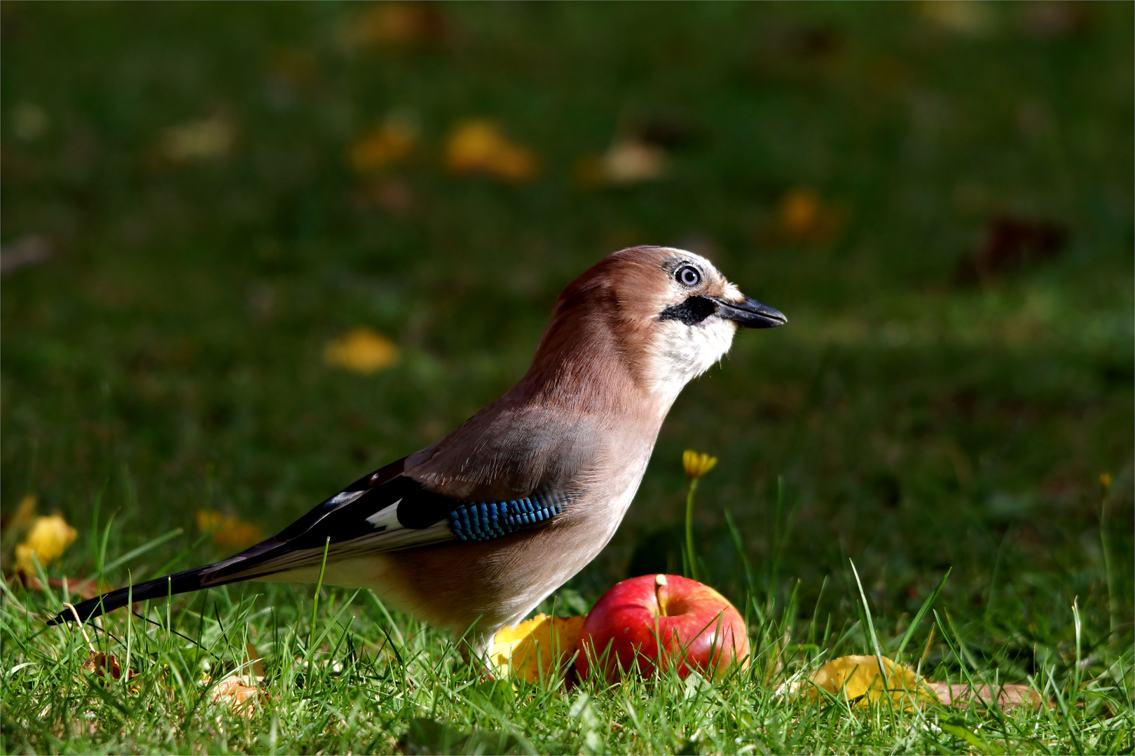 Ich pfeiff auf deine gesunde Ernährung....