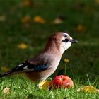 Ich pfeiff auf deine gesunde Ernährung....