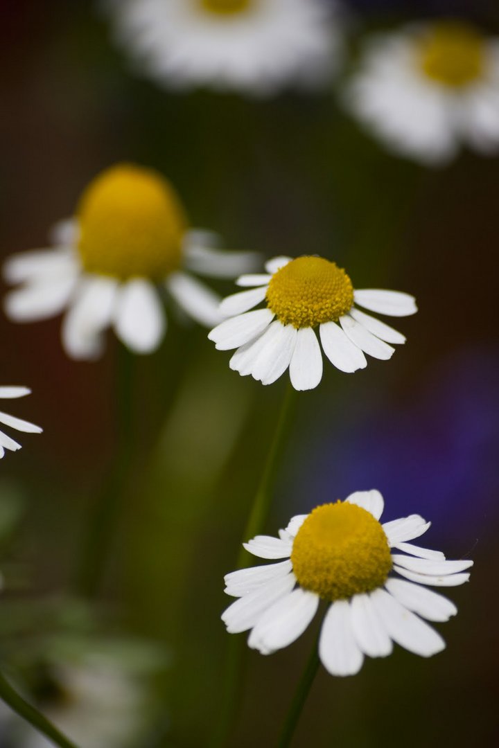 Ich pflück dir Gänseblümchen, auf der Wiese.