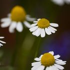 Ich pflück dir Gänseblümchen, auf der Wiese.