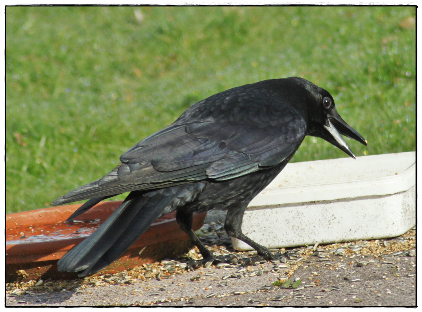 " Ich protestiere !!! Ich bin KEIN schräger Vogel !!! "