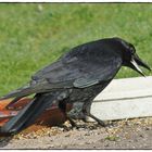 " Ich protestiere !!! Ich bin KEIN schräger Vogel !!! "