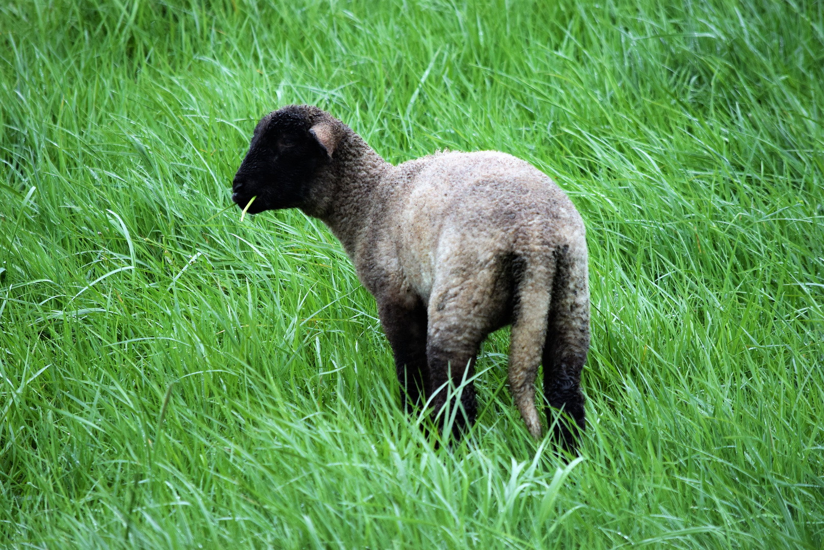 Ich rauche heute Gras