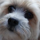 Tiere