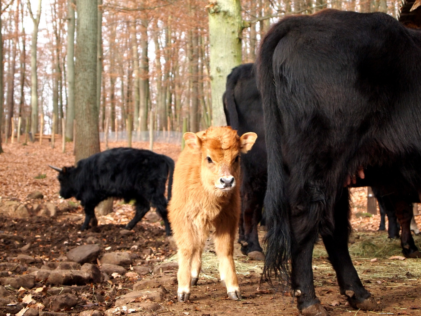 Ich rufe gleich meine MAMA!!