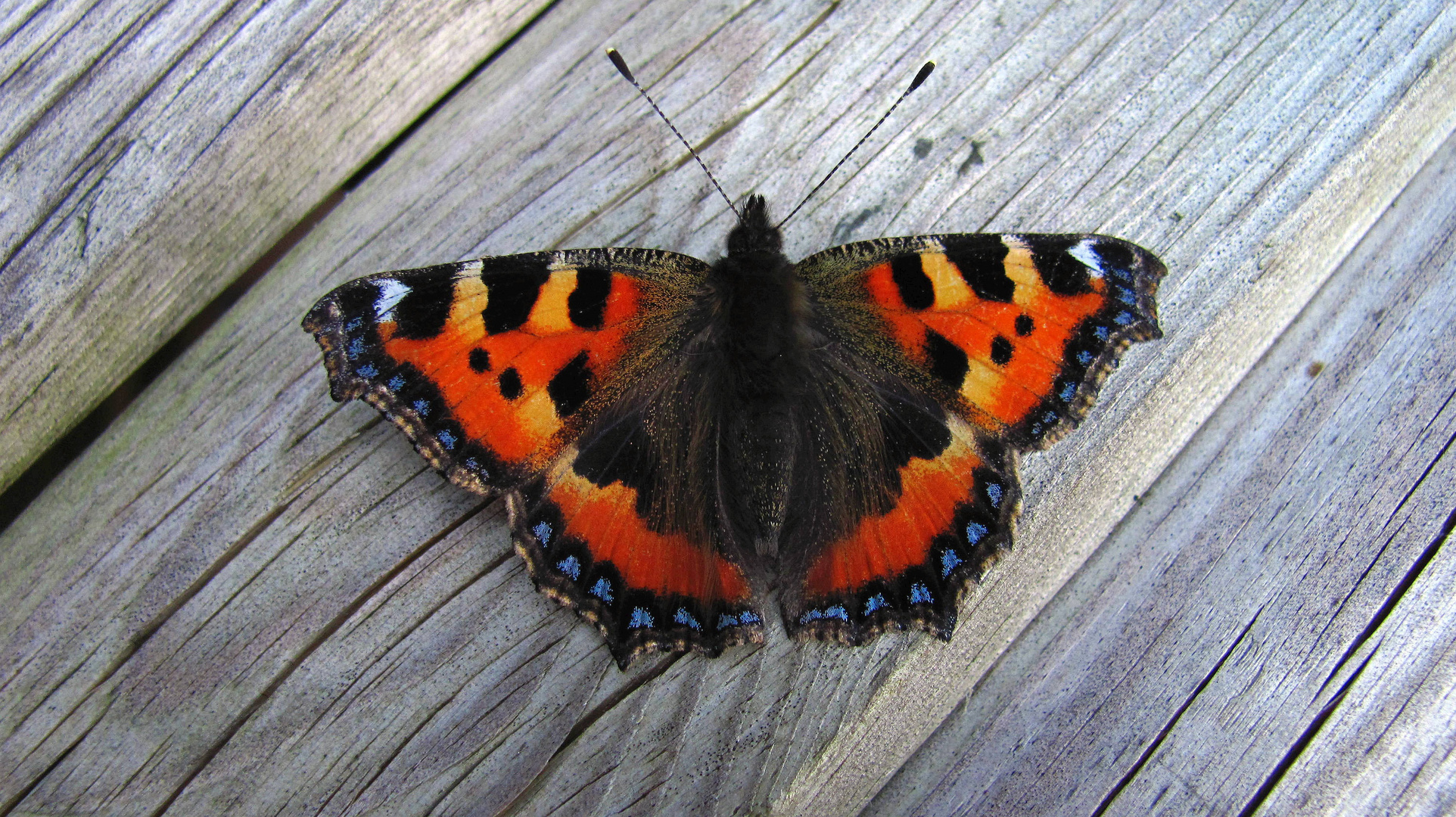 Ich ruhe mich mal etwas aus Foto & Bild jahreszeiten, herbst, schmetterlinge Bilder auf