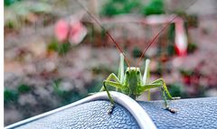 Ich sag mal Hallo...