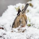 "ICH SAG NIX - ICH HÖR NIX - ICH WEISS NIX" - BIN AUCH GAR NICHT DA!