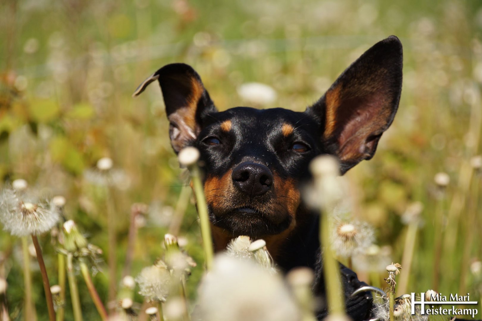 Ich sag nur: PUSTEBLUME !!!