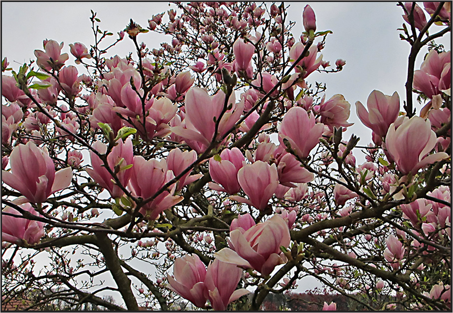 Ich sags mit Blumen:-)!