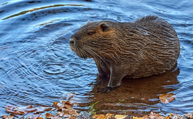 Ich sah im Wasser etwas auf mich zu schwimmen, aus dem Wasser stieg eine Nutria... 