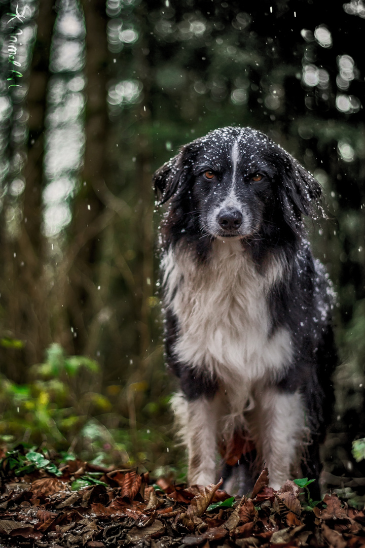 Ich sah nur wie er aus dem Wald hervor trat, bedeckt mit Schnee, ernst dreinblickend...