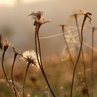 ich sammle Sonnenstrahlen für die kalten, dunklen Wintertage