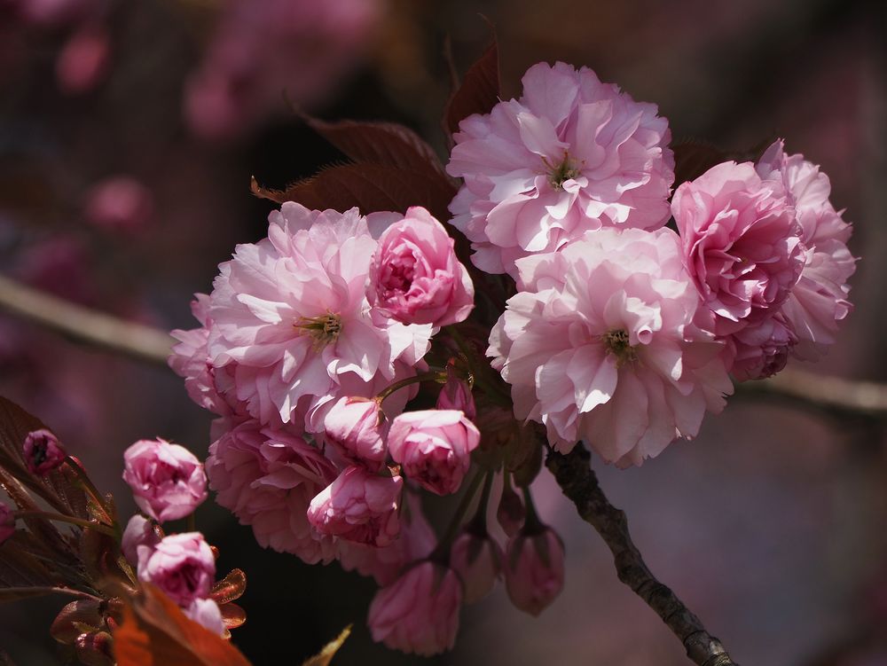 Ich saß in einer rosa Wolke.....