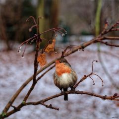 Ich schau dem Winter nach ....