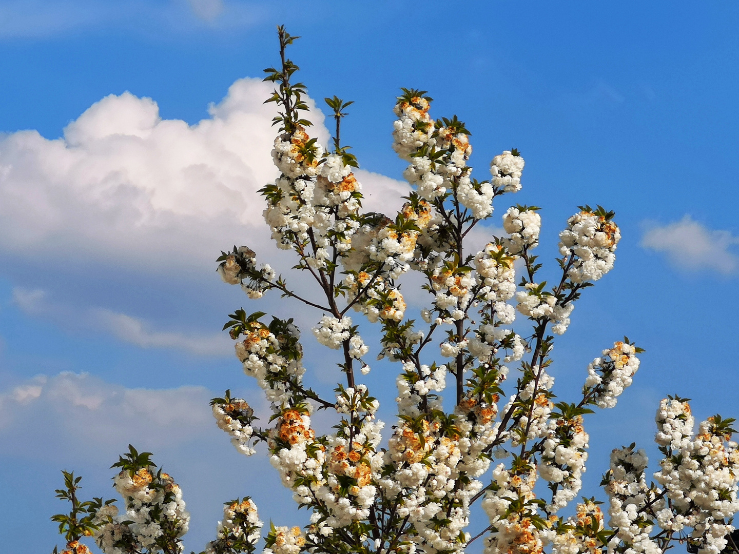 ich schau den weißen Wolken nach