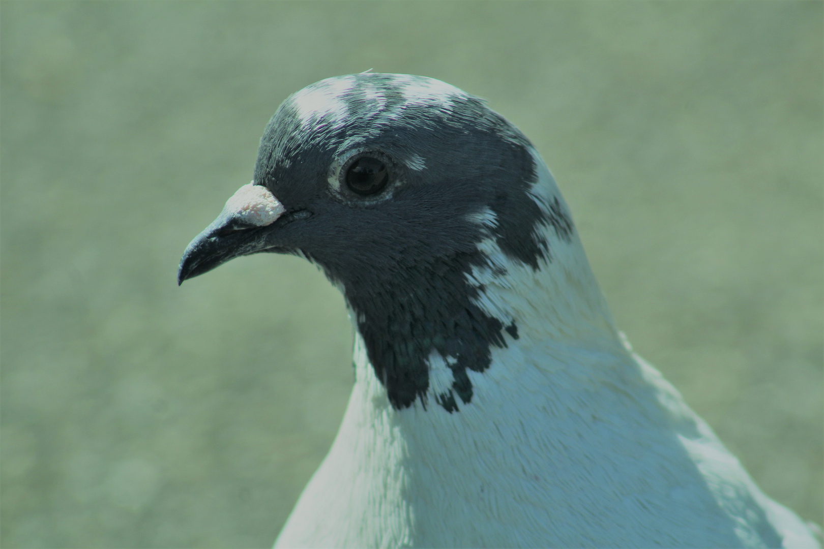 ich schau Dir in die Augen....