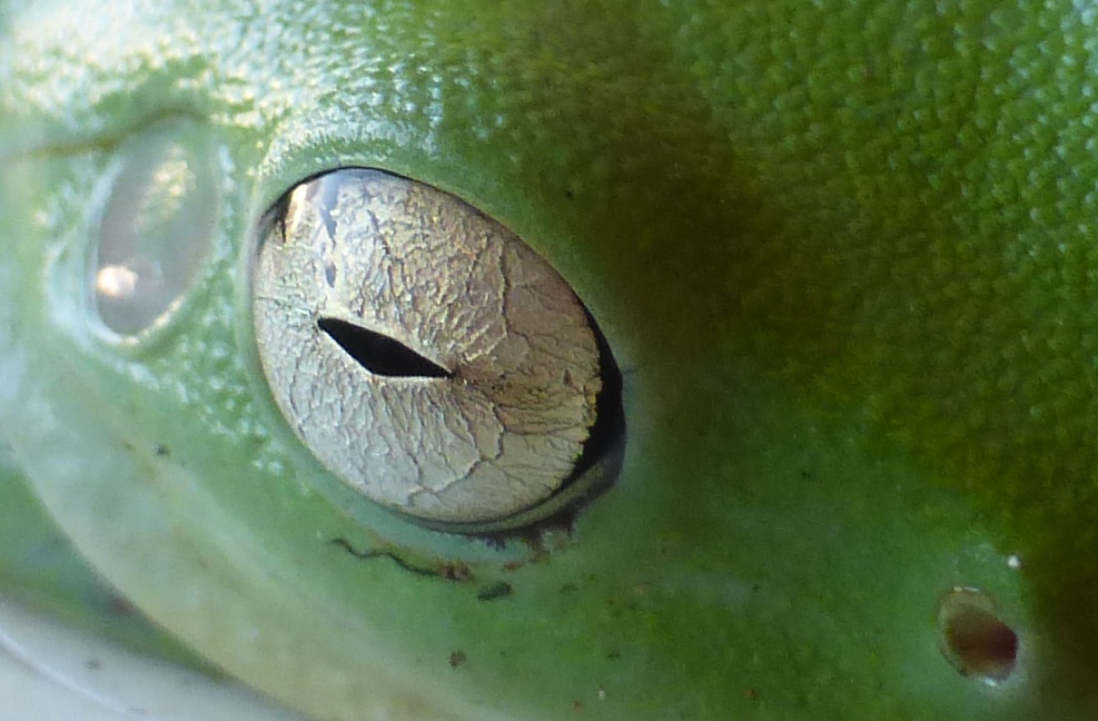 ich schau Dir in die Augen, kleiner