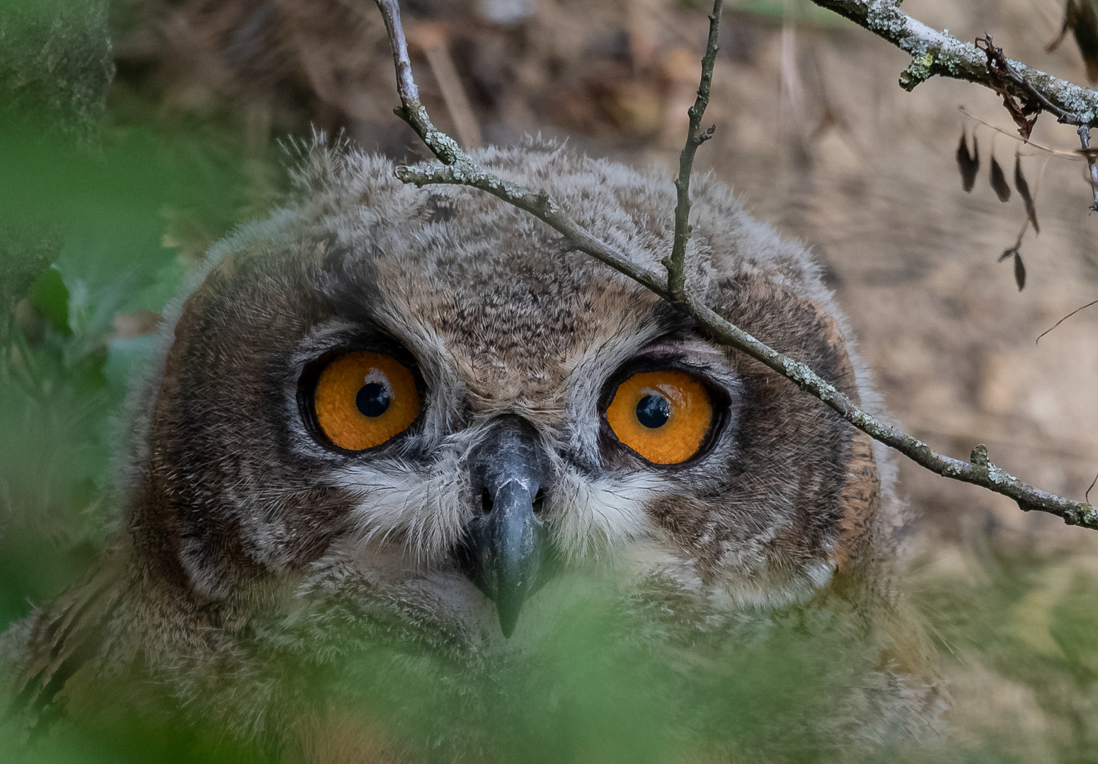 Ich schau Dir in die Augen Kleiner ...