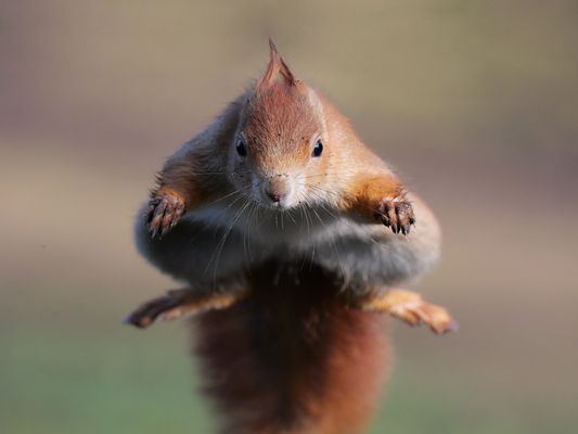 Ich schau dir in die Augen, Kleines! - 1