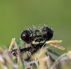 Ich schau Dir in die Augen, Kleines !